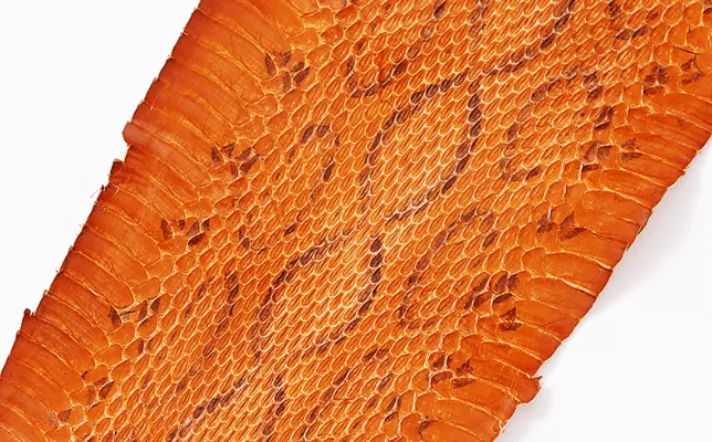 ラッセルバイパー