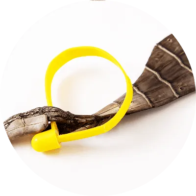 養殖ワニの証明タグ